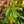 Load image into Gallery viewer, Sassafras