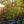 Load image into Gallery viewer, Sassafras