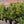 Load image into Gallery viewer, Satyr Hill American Holly - Holly - Hollies