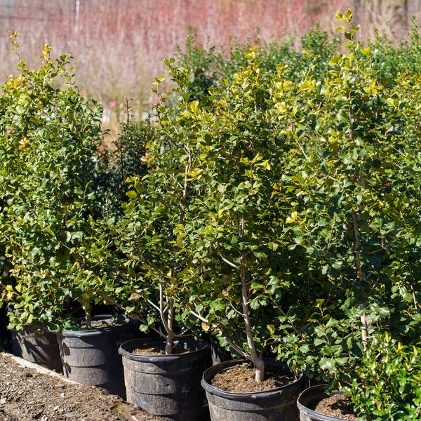 Satyr Hill American Holly - Holly - Hollies