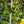 Load image into Gallery viewer, Satyr Hill American Holly - Holly - Hollies