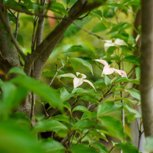 Scarlet Fire Kousa Dogwood