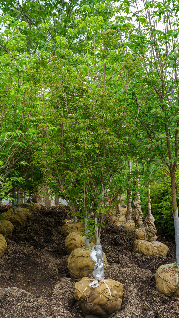 Scarlet Fire Kousa Dogwood