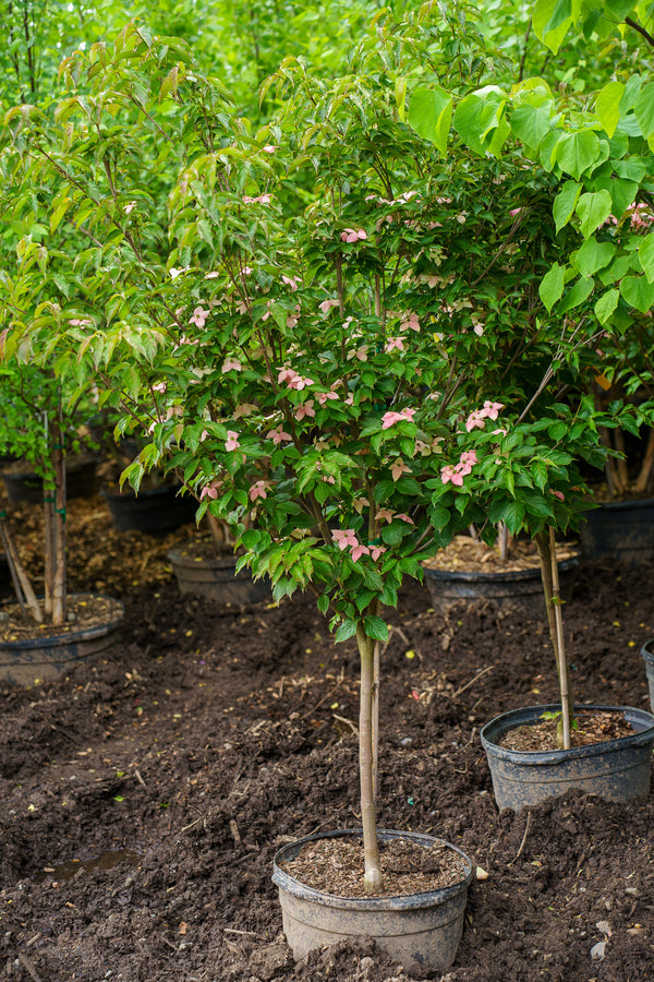 Scarlet Fire Kousa Dogwood