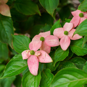 Scarlet Fire Kousa Dogwood