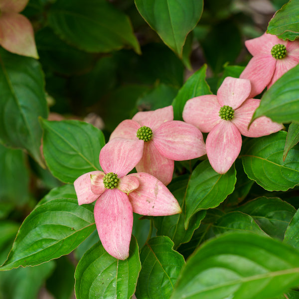 Scarlet Fire Kousa Dogwood