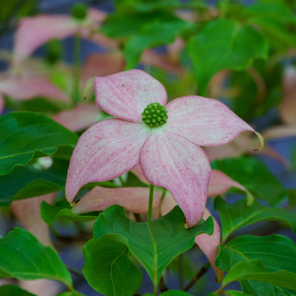 Scarlet Fire Kousa Dogwood
