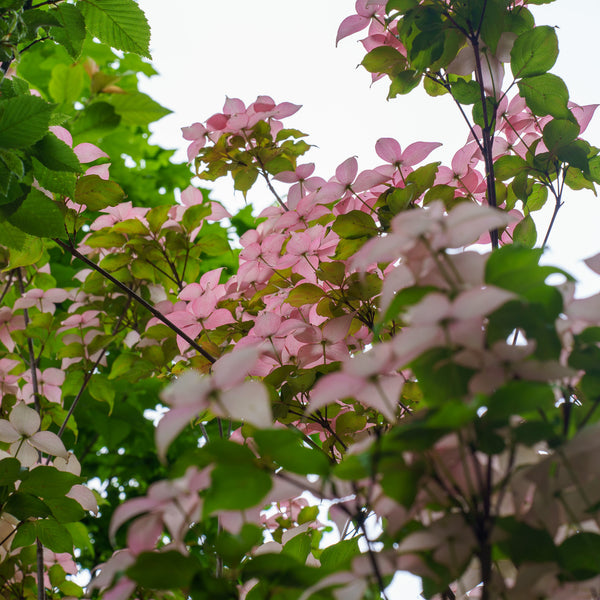 Scarlet Fire Kousa Dogwood