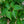 Load image into Gallery viewer, Scarlet Fire Kousa Dogwood