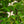 Load image into Gallery viewer, Scarlet Fire Kousa Dogwood
