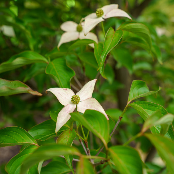 Scarlet Fire Kousa Dogwood