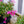 Load image into Gallery viewer, Scarlet Flame Creeping Phlox