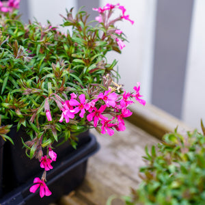 Scarlet Flame Creeping Phlox