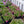 Load image into Gallery viewer, Scarlet Flame Creeping Phlox