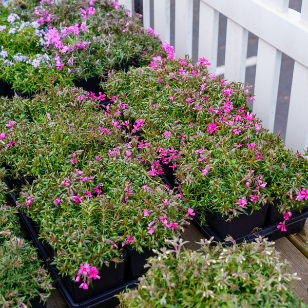 Scarlet Flame Creeping Phlox
