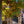 Load image into Gallery viewer, Scarlet Oak