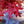 Load image into Gallery viewer, Scarlet Oak