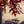 Load image into Gallery viewer, Scarlet Oak