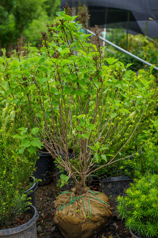 Scentara Double Blue Lilac