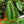 Load image into Gallery viewer, Wallich�s Schismatoglottis