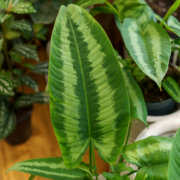 Wallich�s Schismatoglottis