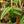 Load image into Gallery viewer, Wallich�s Schismatoglottis