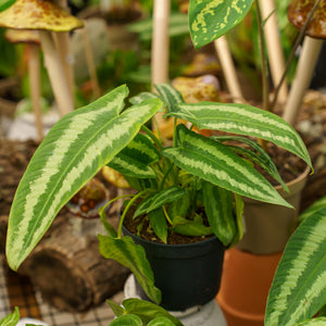 Wallich�s Schismatoglottis