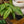 Load image into Gallery viewer, Wallich�s Schismatoglottis