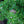 Load image into Gallery viewer, Schoodic Jack Pine