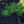 Load image into Gallery viewer, Schoodic Jack Pine