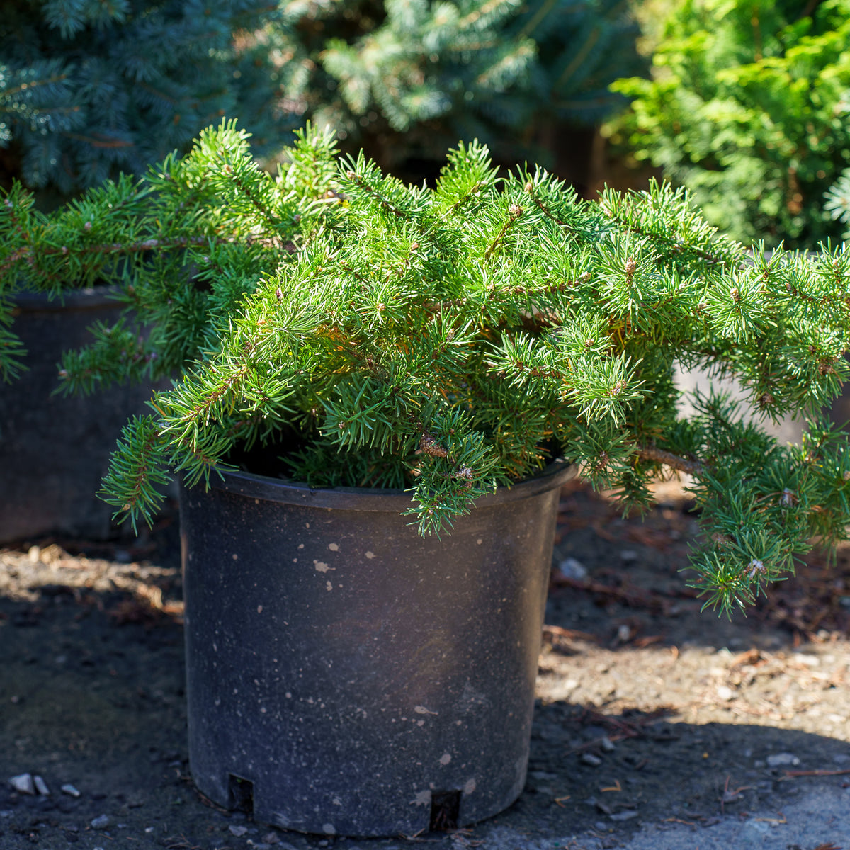Schoodic Jack Pine – Plant Detectives