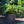 Load image into Gallery viewer, Schoodic Jack Pine