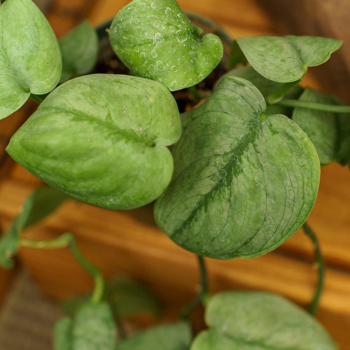 silver hero pothos Silver Hero Satin Pothos – Plant Detectives
