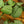 Load image into Gallery viewer, Silver Hero Satin Pothos