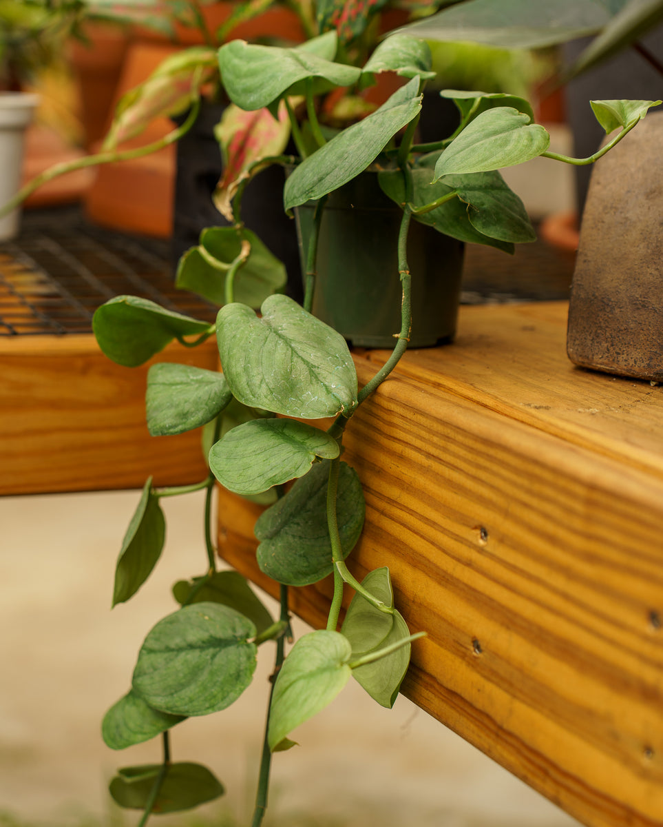 silver pothos hanging Silver Hero Satin Pothos – Plant Detectives