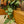 Load image into Gallery viewer, Silver Hero Satin Pothos