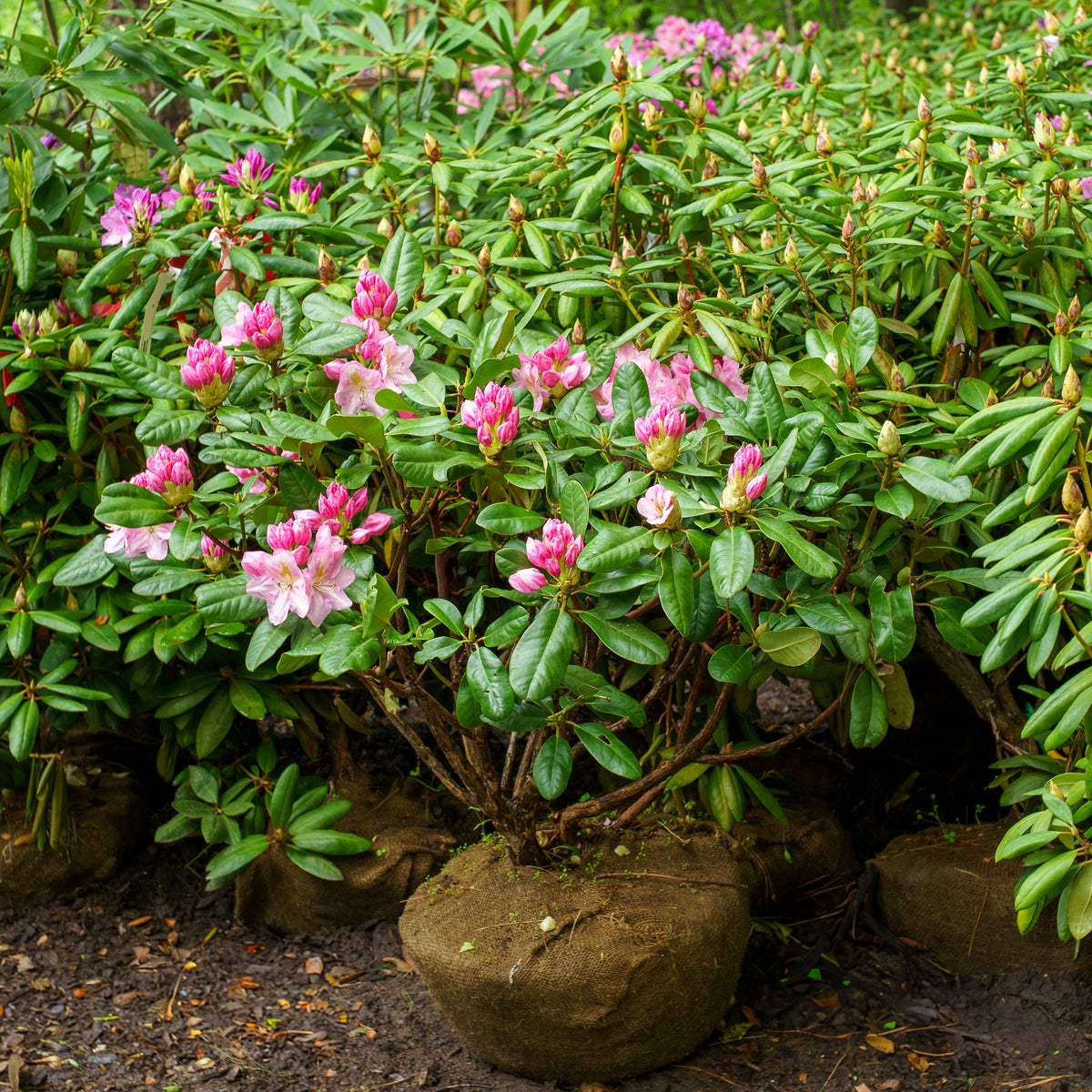 Scintillation Rhododendron – Plant Detectives