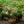 Load image into Gallery viewer, Scintillation Rhododendron