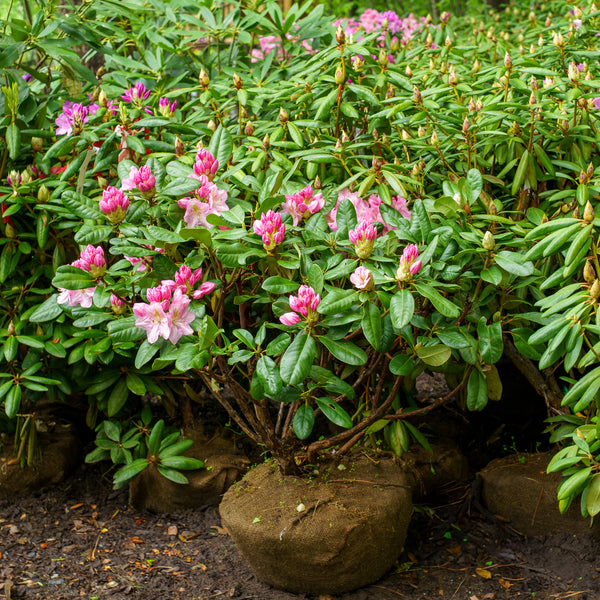 Scintillation Rhododendron
