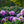 Load image into Gallery viewer, Scintillation Rhododendron - Rhododendron - Shrubs