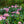 Load image into Gallery viewer, Scintillation Rhododendron - Rhododendron - Shrubs