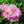 Load image into Gallery viewer, Scintillation Rhododendron - Rhododendron - Shrubs