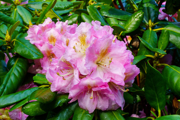 Scintillation Rhododendron - Rhododendron - Shrubs