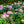 Load image into Gallery viewer, Scintillation Rhododendron - Rhododendron - Shrubs