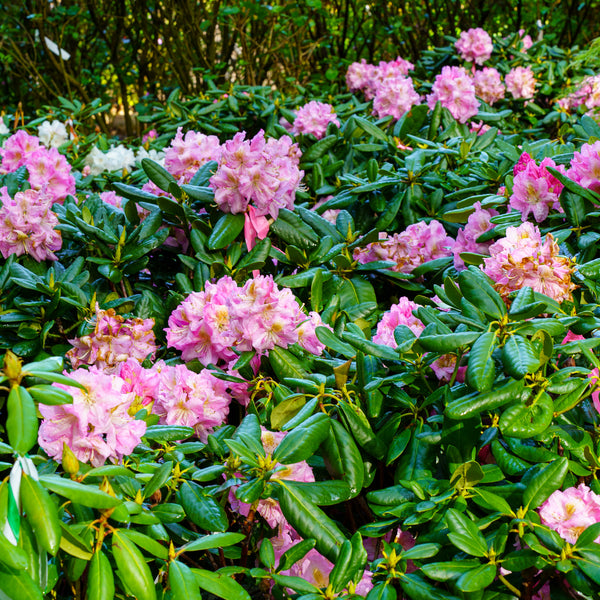 Scintillation Rhododendron - Rhododendron - Shrubs