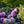 Load image into Gallery viewer, Scintillation Rhododendron - Rhododendron - Shrubs