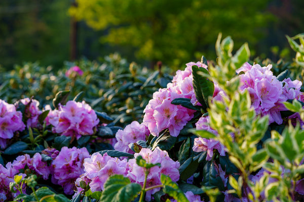 Scintillation Rhododendron - Rhododendron - Shrubs