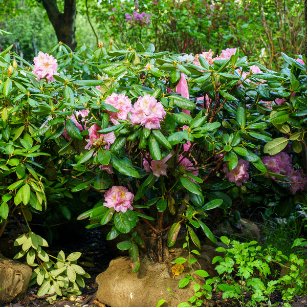 Scintillation Rhododendron - Rhododendron - Shrubs