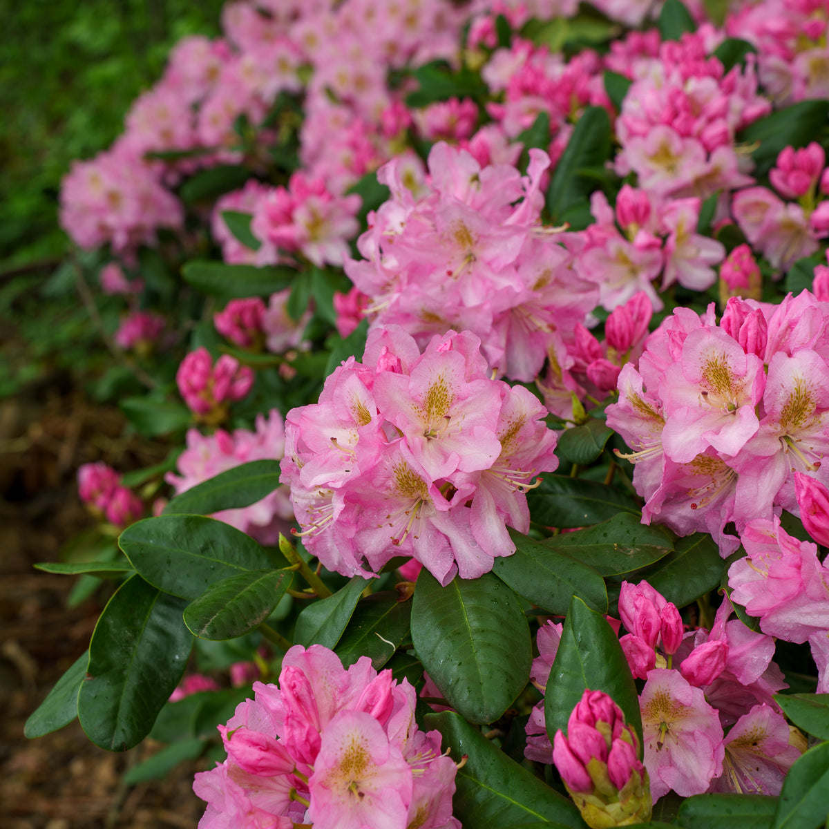 philodendron rhododendron Scintillation Rhododendron – Plant Detectives