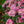 Load image into Gallery viewer, Scintillation Rhododendron
